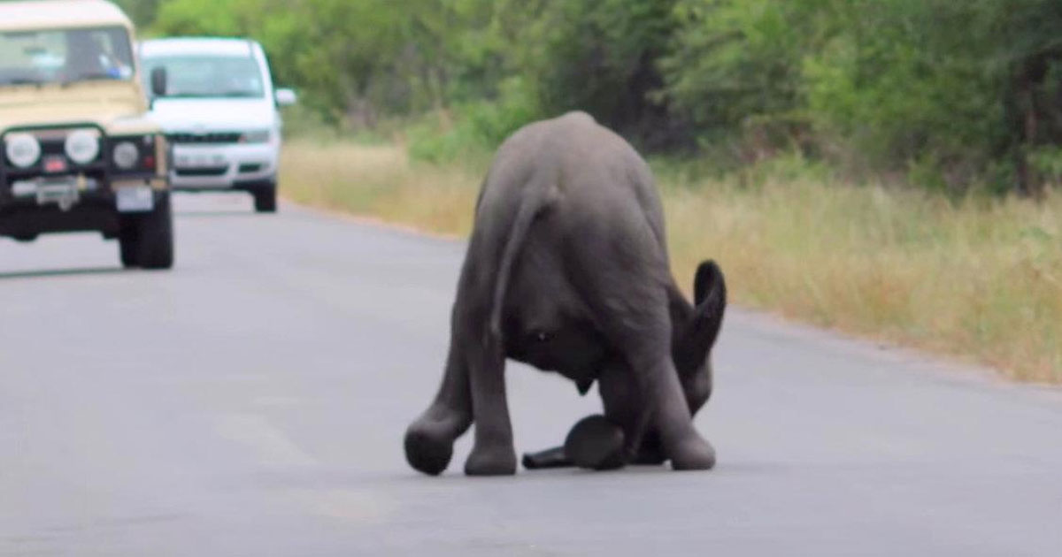 Baby olifant zakt midden op de weg door zijn poten. Maar kijk eens wie dan te hulp komt schieten..!