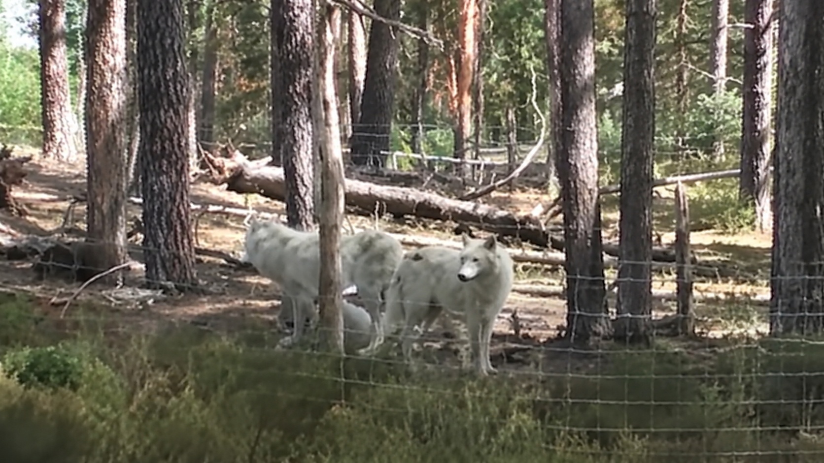 Wolven in een bosrijk dierenverblijf